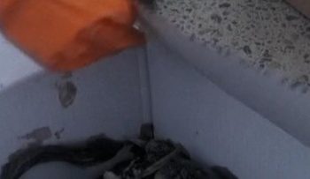 Tangki Minyak Ukraina Bocor Akibat Serangan Rusia, Puluhan Burung Terpengaruh