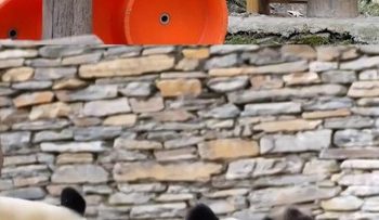 Induk Panda Cegah Perkelahian Antara Dua Bayi Kembarnya