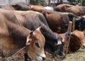 778922 Hewan Ternak dari Sapi hingga Babi Terkena Dampak Bencana di Sumatera