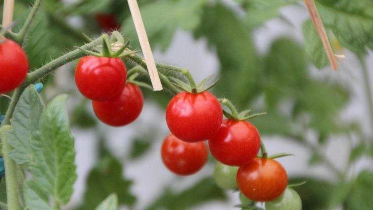 Ceri Terjual 2,8 Juta per Buah di Jepang, Cetak Rekor Awal 2026