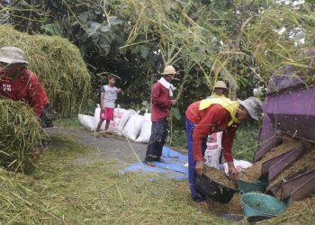 Target Serap 4 Juta Ton Gabah oleh Bulog, Harga Stabil di Rp6.500