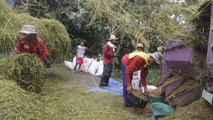 Target Serap 4 Juta Ton Gabah oleh Bulog, Harga Stabil di Rp6.500