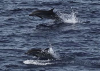 Habitat Paus dan Lumba-lumba di Sumatra yang Tidak Dilindungi