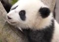 Tahun Baru, Bayi Panda Raksasa Tampil Perdana di China