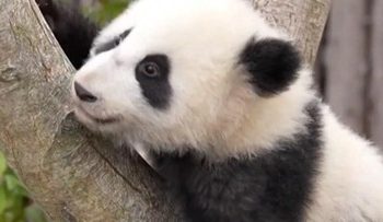 Tahun Baru, Bayi Panda Raksasa Tampil Perdana di China