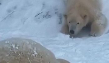 Momen Beruang Kutub Bermain Salju Saat Badai Musim Dingin di Hungaria