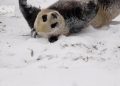 Kegemasan Panda Saat Bermain Salju di China