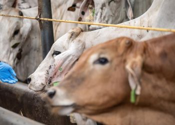 Kuota Impor Daging Sapi Dipindahkan ke BUMN, Swasta Meminta Kepastian