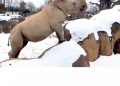 Badak Putih yang Menggemaskan Bermain Salju di Amerika Serikat